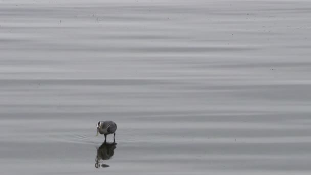 Ultra Video Van Een Reiger Waden Water Voeden Met Vis — Stockvideo