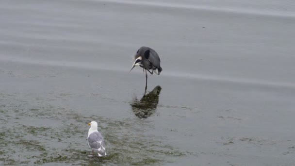Ultra High Definition Video Heron Preening Grooming Wading Water Seagull — Stock Video