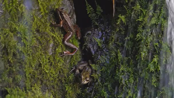 Ultra Filmpje Van Twee Pacific Koor Boomkikkers Rustend Groene Mos — Stockvideo