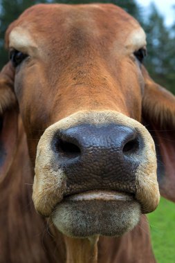 Brown Brahman sığır ağız ve burun deliği kapatmak makro portre