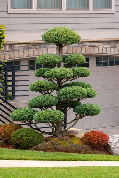 Topiary Tree Front Yard Luxury Home Suburban North American Neighborhood — Stock Photo, Image
