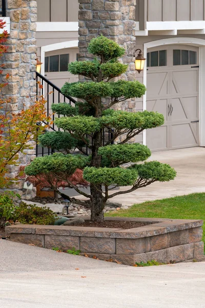 Topiary Baum Hochbeet Stützmauer Von Vorgarten Luxus Haus Vorort Nordamerikanischen — Stockfoto