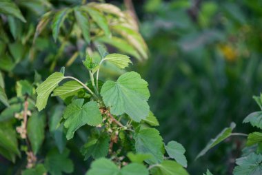 Sinset yaz bahçesinde ahududu yaprakları