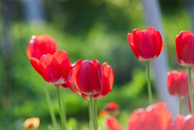 Güzel kırmızı lale, Darwin melez kırmızı laleler bir flowerbed içinde