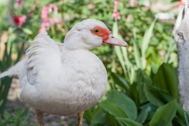 Ördek tek başına oturmak beyaz
