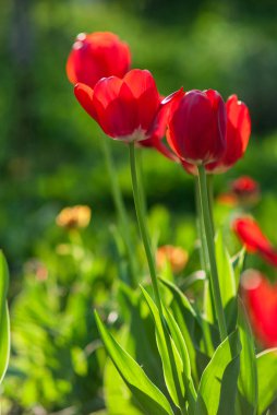 Güzel Lale doğa arka plan bahar buket