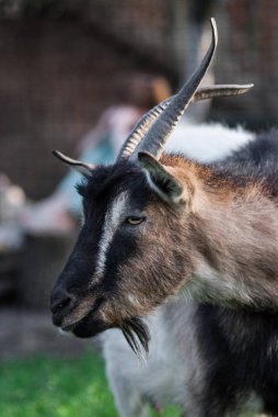 komik surat küçük keçi, kahverengi keçi, yerli keçi, kahverengi keçi portre üzerinde doğal backraund