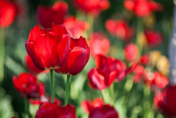 Beautiful Bouquet Tulips Nature Background Spring — Stock Photo, Image