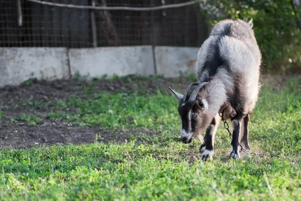 Curiosa Cabra Feliz Pastando Gramado Verde Gramado Retrato Uma Cabra — Fotografia de Stock