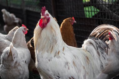 Yeşil Bahçe, beyaz horoz ötme horoz