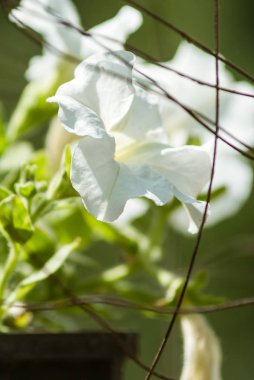 Yukarı, seçici odak dışında yakın tencerede Petunya beyaz çiçek