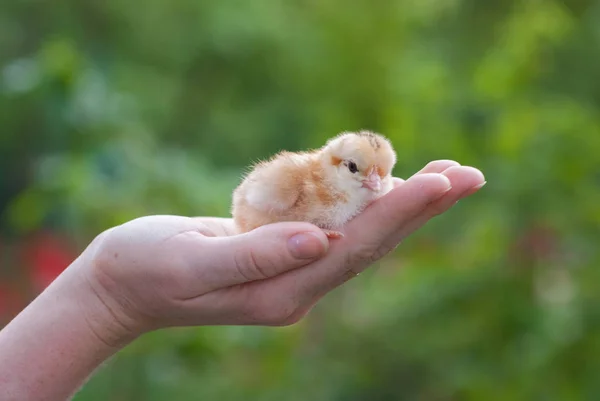 Female Hands Holding Chick Chicken Farm Sunny Day — Stock Photo, Image