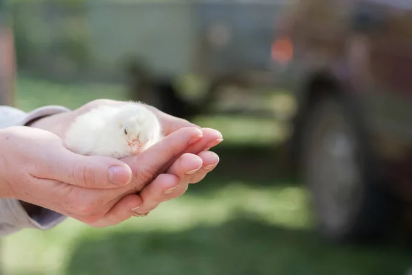 Female hands holding a chick in chicken farm sunny day