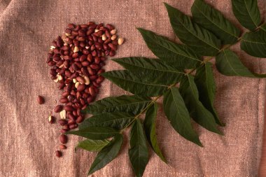 çul arka plan üzerinde bir kıta Kuzey Amerika şeklinde dağılmış ceviz fıstık