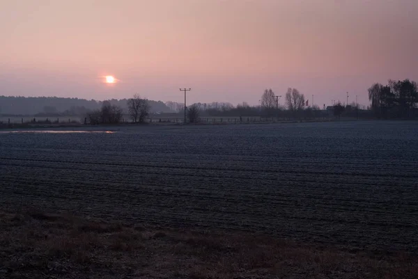 Foresta di fantasia. Simmetria in Sunrice. Nessuno sul campo — Foto Stock