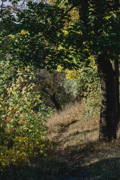 Step into the light : a gorgeous morning walk through a small forest, taking my breath away. natural