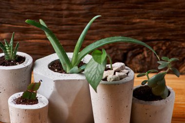 Oda Dekorasyon, el yapımı beton tencerede etli bitki