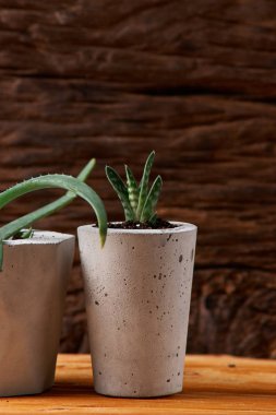 DIY beton tencere içinde ev küçük succulents, yakın çekim