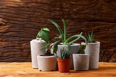 Succulents, aloe ve DIY beton tencerede crassulain. Sadece kaplarda ekili. Ahşap arka plan üzerinde.