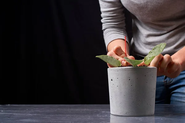 DIY beton tencere küçük viola, yakın çekim