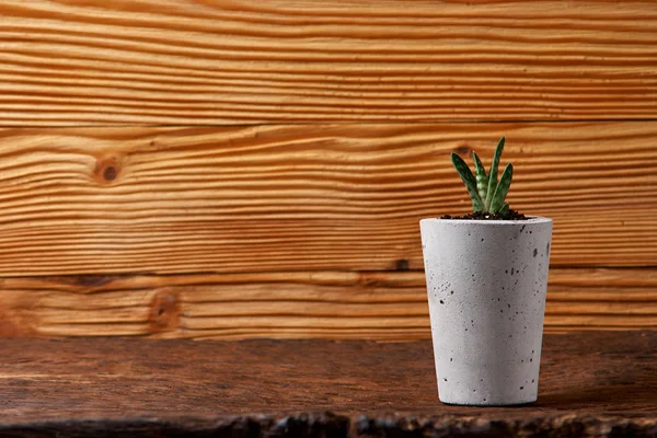 Succulents in diy concrete pot. Only planted in pots. On wooden background.