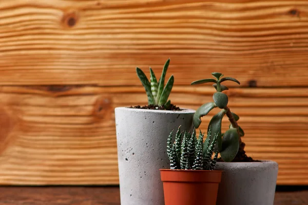 succulent plant in handmade concrete pot in room decoration