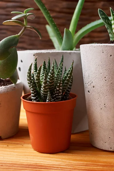 DIY beton tencere içinde ev küçük succulents, yakın çekim