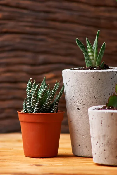 yeşil bitki beton bir tencerede, yaratıcı ev dekorasyon