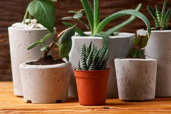 Pianta Succulenta Vaso Cemento Fatto Mano Nella Decorazione Della Stanza — Foto Stock
