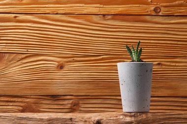 DIY beton tencere içinde ev küçük succulents, yakın çekim