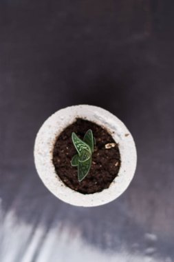 minimalist Kentsel bahçe veya şık iç arka plan ile çeşitli succulents
