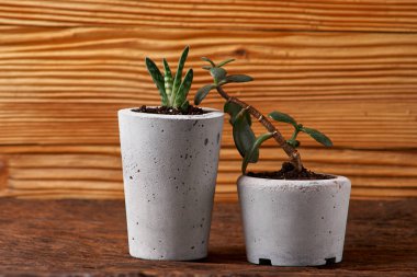 DIY beton tencere içinde ev küçük succulents, yakın çekim