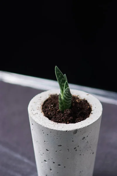 yeşil bitki beton bir tencerede, yaratıcı ev dekorasyon