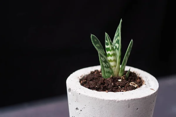 Suculentas Maceta Hormigón Solo Plantado Macetas Sobre Fondo Negro —  Fotos de Stock