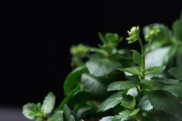 kalanchoe in cut plastic bottle with water