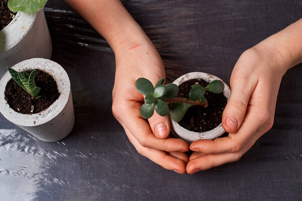 succulent plant in handmade concrete pot in room decoration