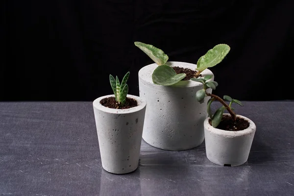 crassula in diy concrete pot succulent and viola. Only planted in pots. On black background