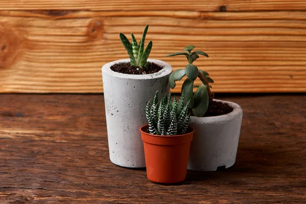 succulent plant in handmade concrete pot in room decoration