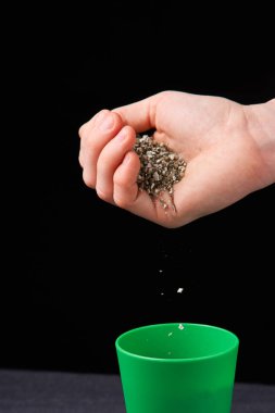 Vermikülit bir adam elinde. Yakın çekim. Toprak esrar. Dünya, perlit ve vermikülit karışımı. Doore tıbbi esrar kapalı büyüyen kavramı. Substrat esrar için.