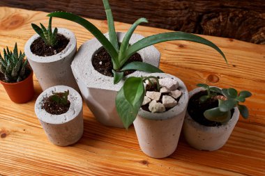 yeşil bitki beton bir tencerede, yaratıcı ev dekorasyon