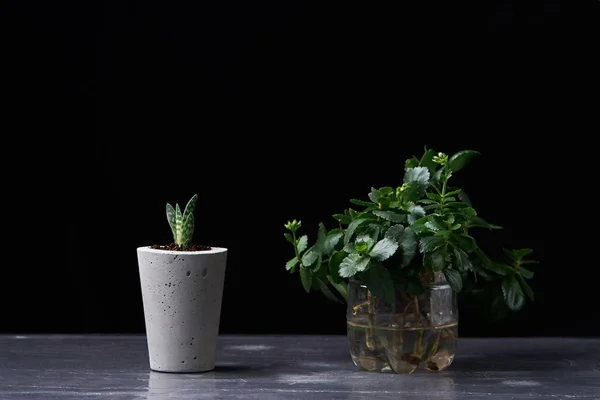 Planta Suculenta Vaso Concreto Artesanal Decoração Quarto — Fotografia de Stock