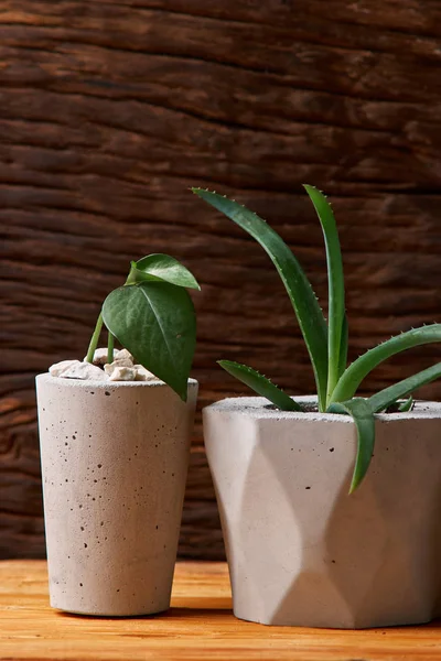 succulent plant in handmade concrete pot in room decoration