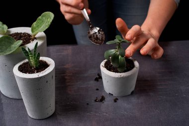 DIY beton tencere içinde ev küçük succulents, yakın çekim