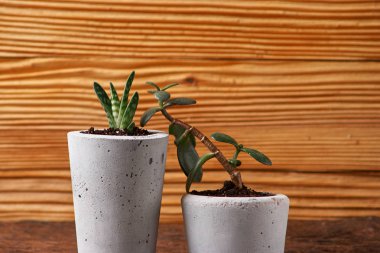 yeşil bitki beton bir tencerede, yaratıcı ev dekorasyon