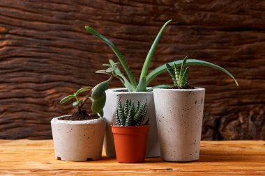 Succulents, aloe ve DIY beton tencerede crassulain. Sadece kaplarda ekili. Ahşap arka plan üzerinde.