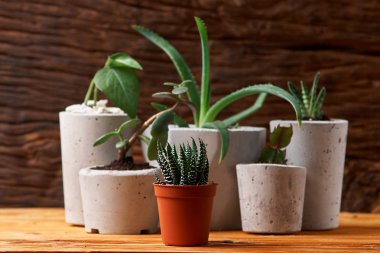 yeşil bitki beton bir tencerede, yaratıcı ev dekorasyon