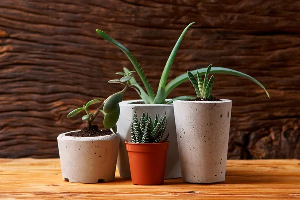 Succulents Aloe Dan Crassulain Dalam Pot Beton Diy Hanya Ditanam — Stok Foto