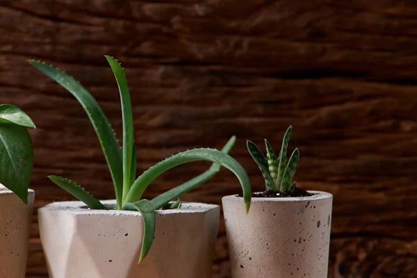 green plant in a concrete pot, creative home decoration