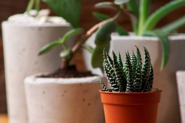 Oda Dekorasyon, el yapımı beton tencerede etli bitki