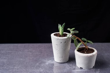 Oda Dekorasyon kaktüs sevgilisi için el yapımı beton tencerede etli bitki